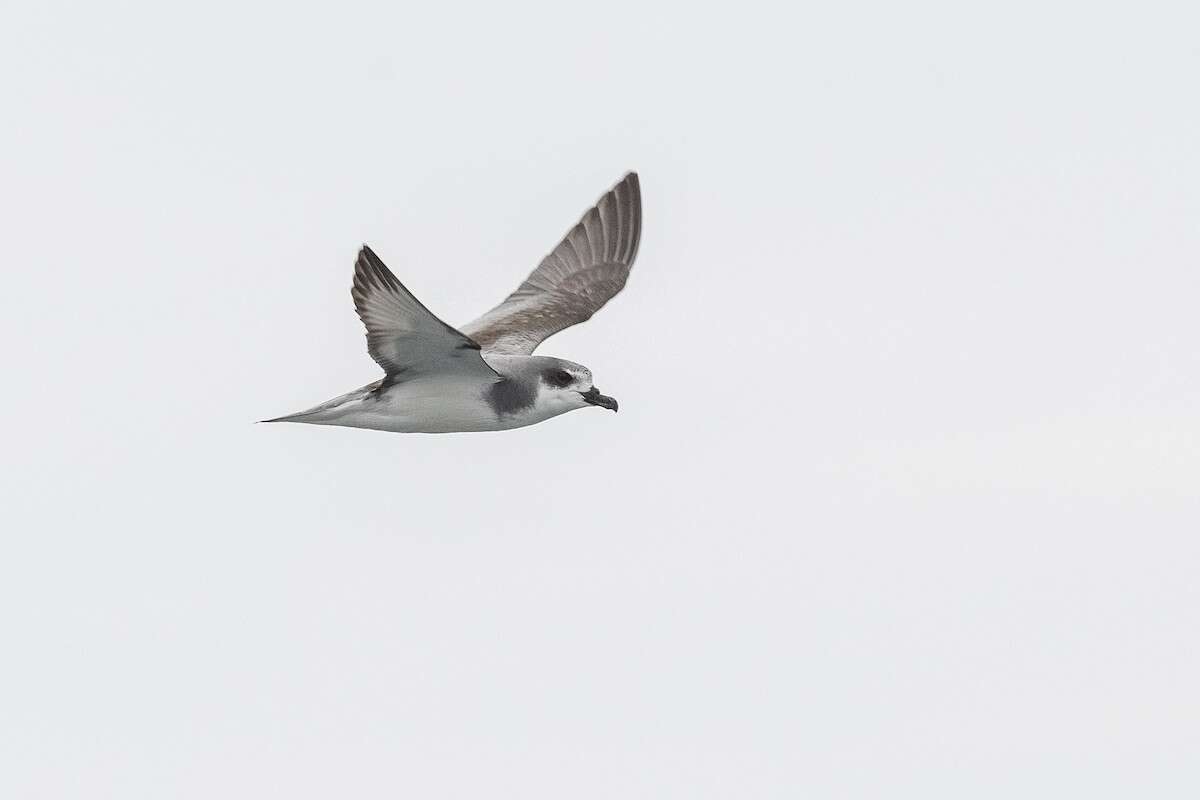 Image of De Filippi's Petrel