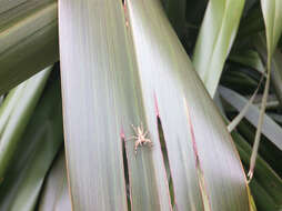 Image of Bronze Hopper