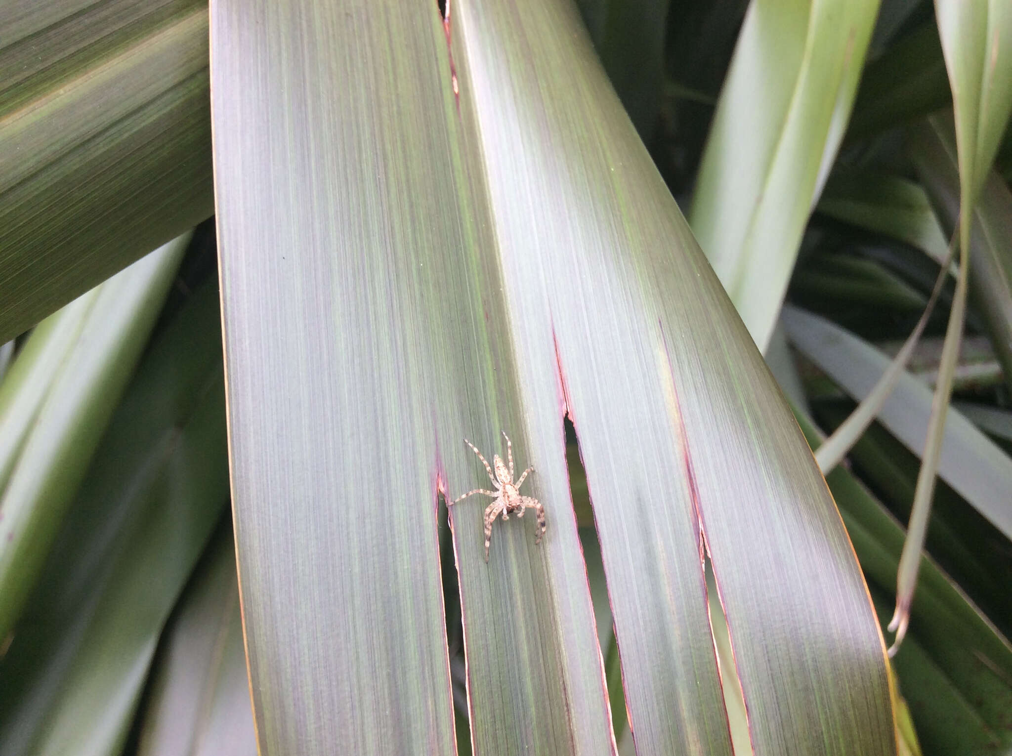 Image of Bronze Hopper