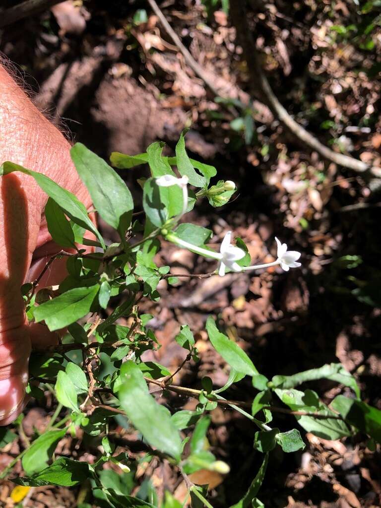 Image de Pseuderanthemum tenellum (Benth.) Radlk.