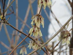 Image de Chimonanthus praecox (L.) Link