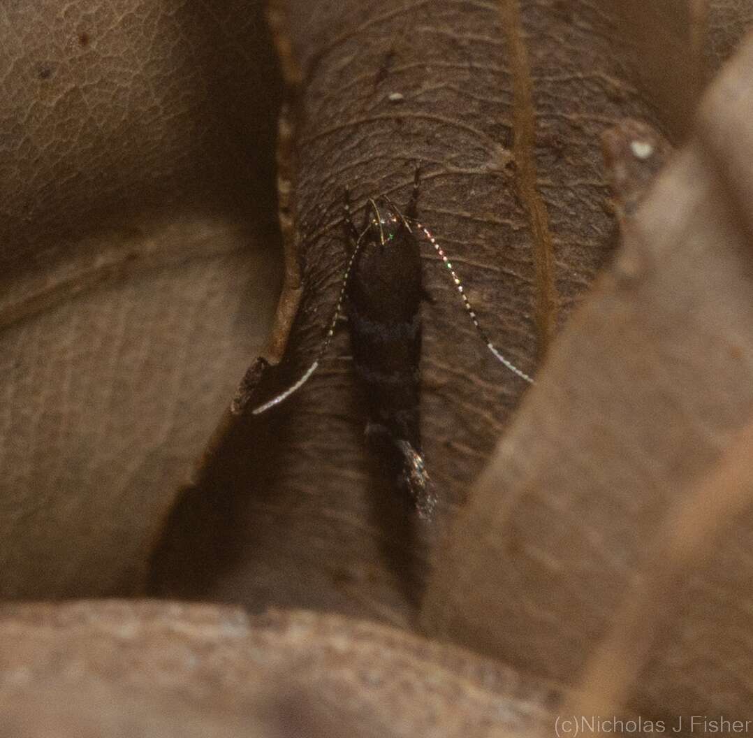 Image of Stagmatophora argyrostrepta (Meyrick 1897)