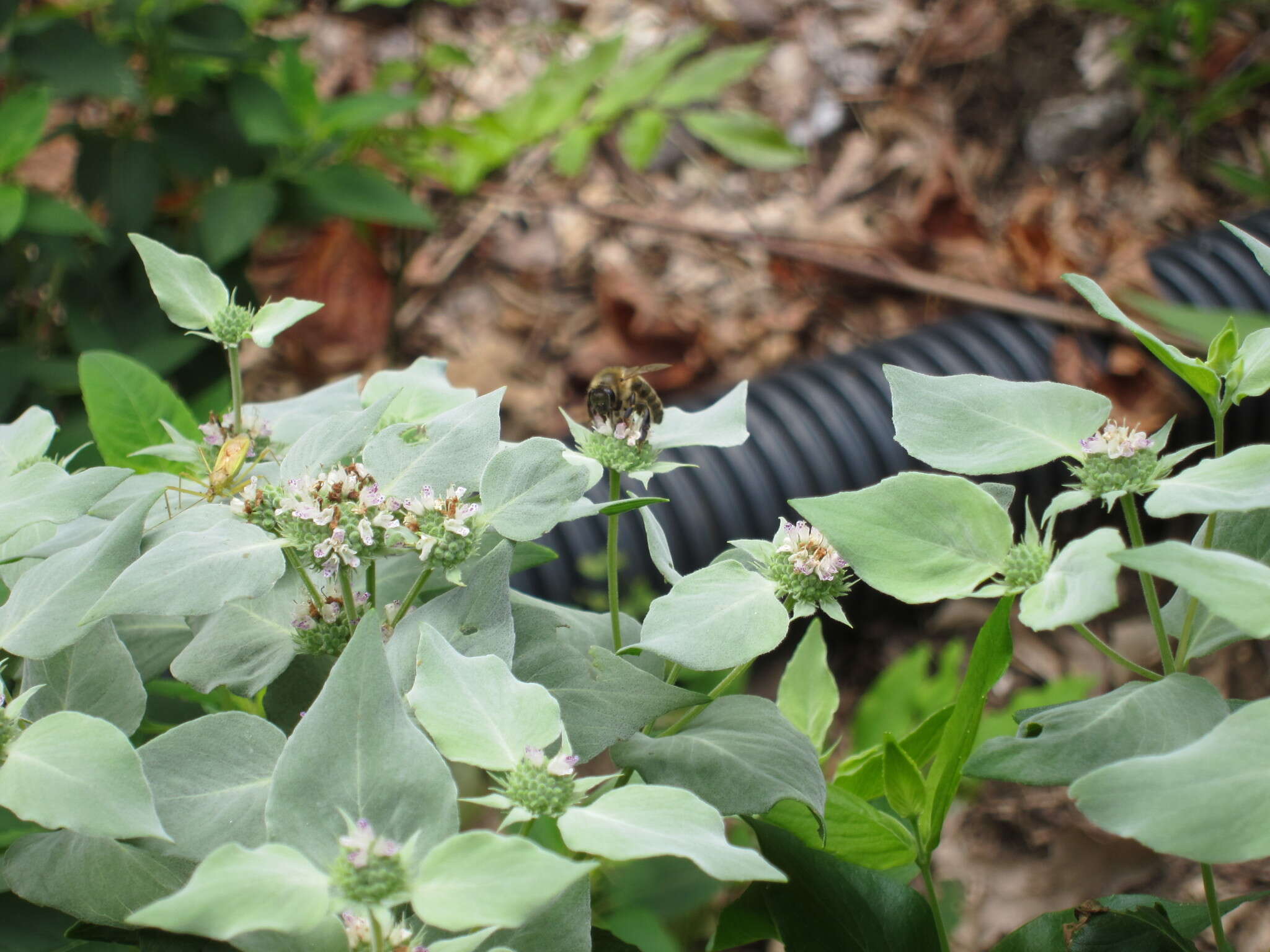 Image of Clustered Mountain-Mint