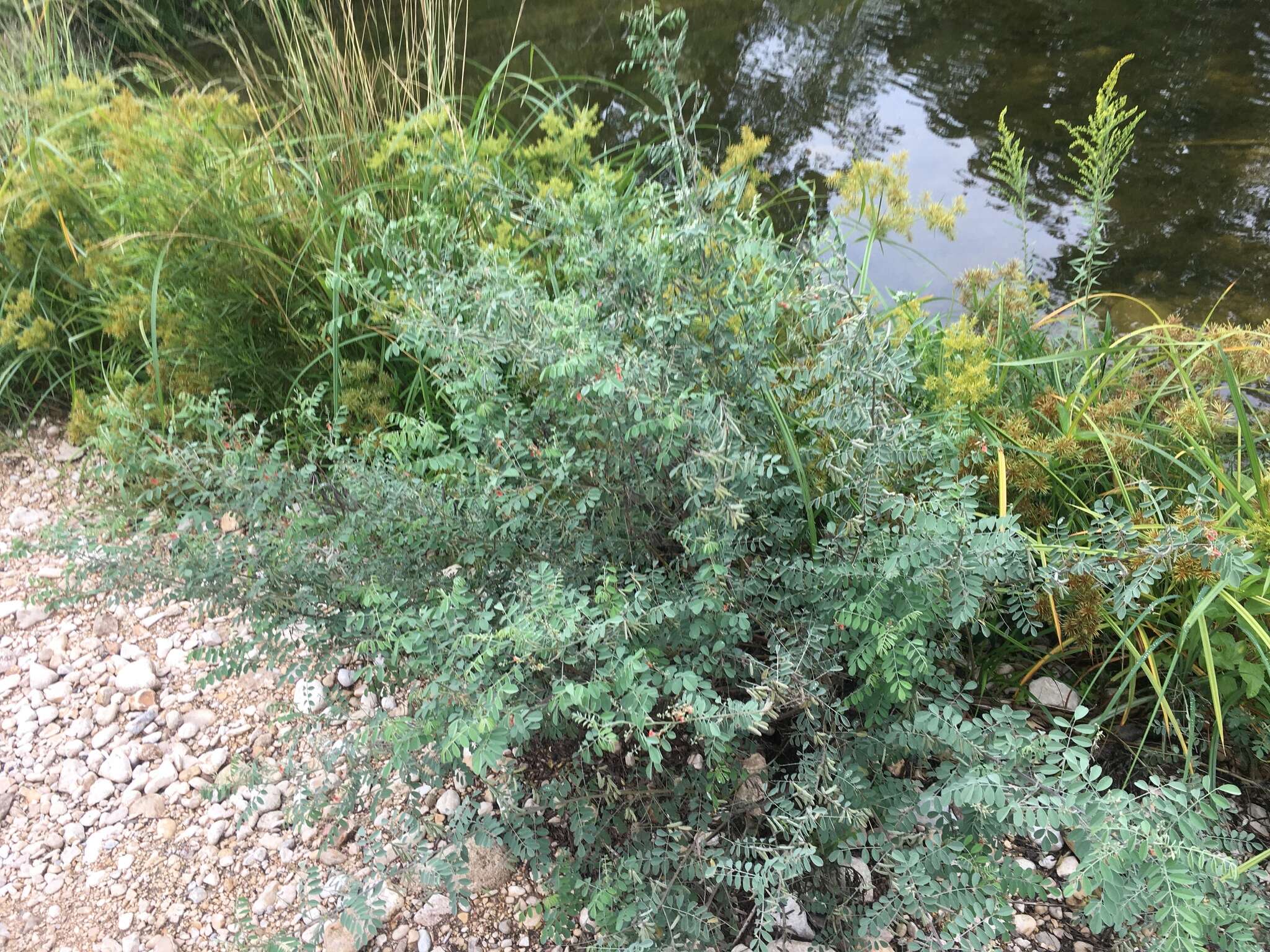 Indigofera lindheimeriana Scheele的圖片