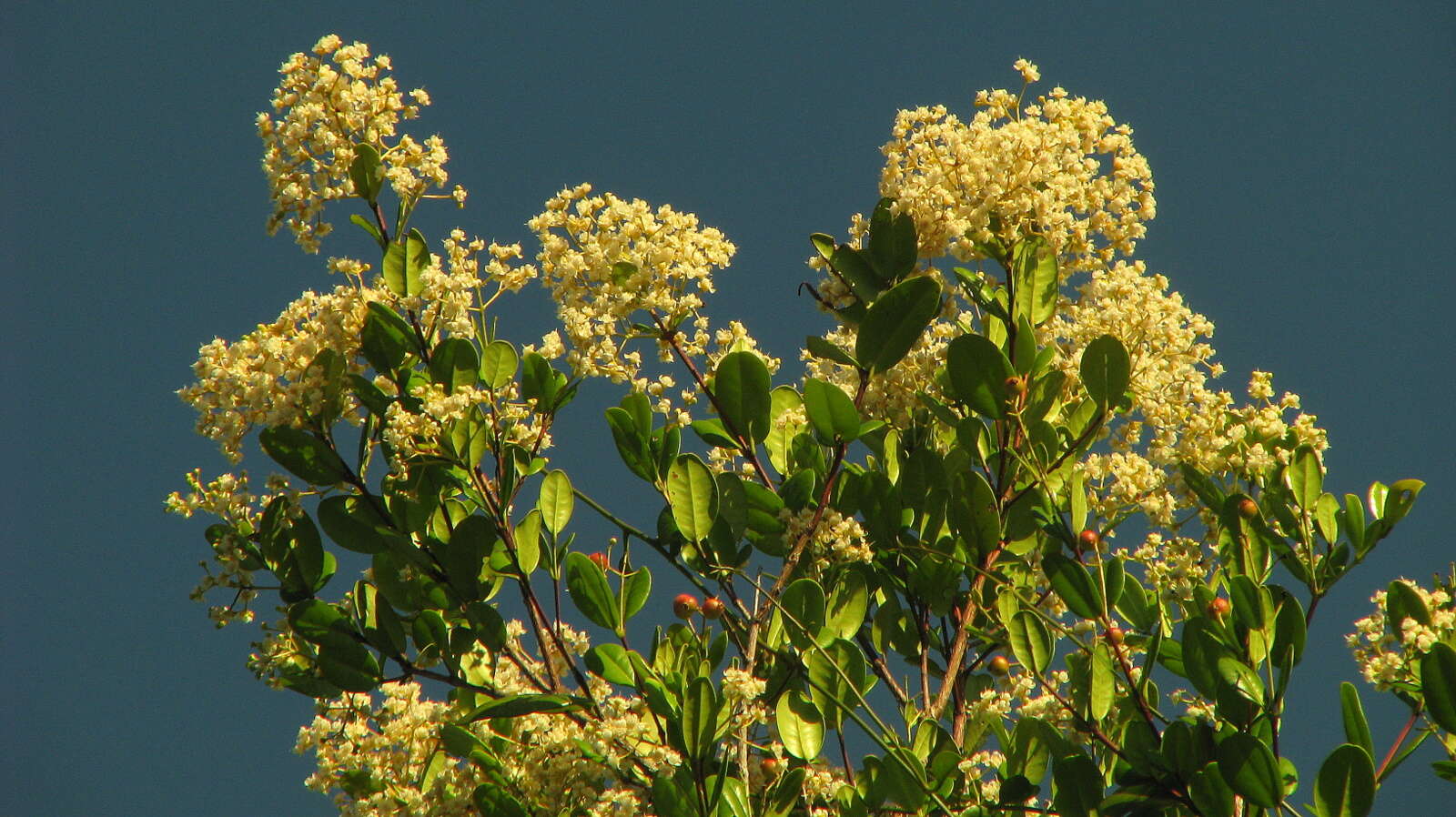 Imagem de Myrcia guianensis (Aubl.) DC.