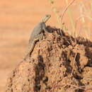 Image of False Agama