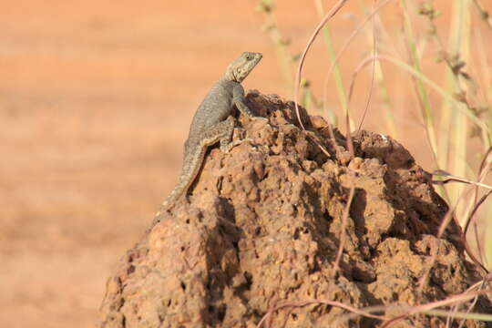 Image of False Agama