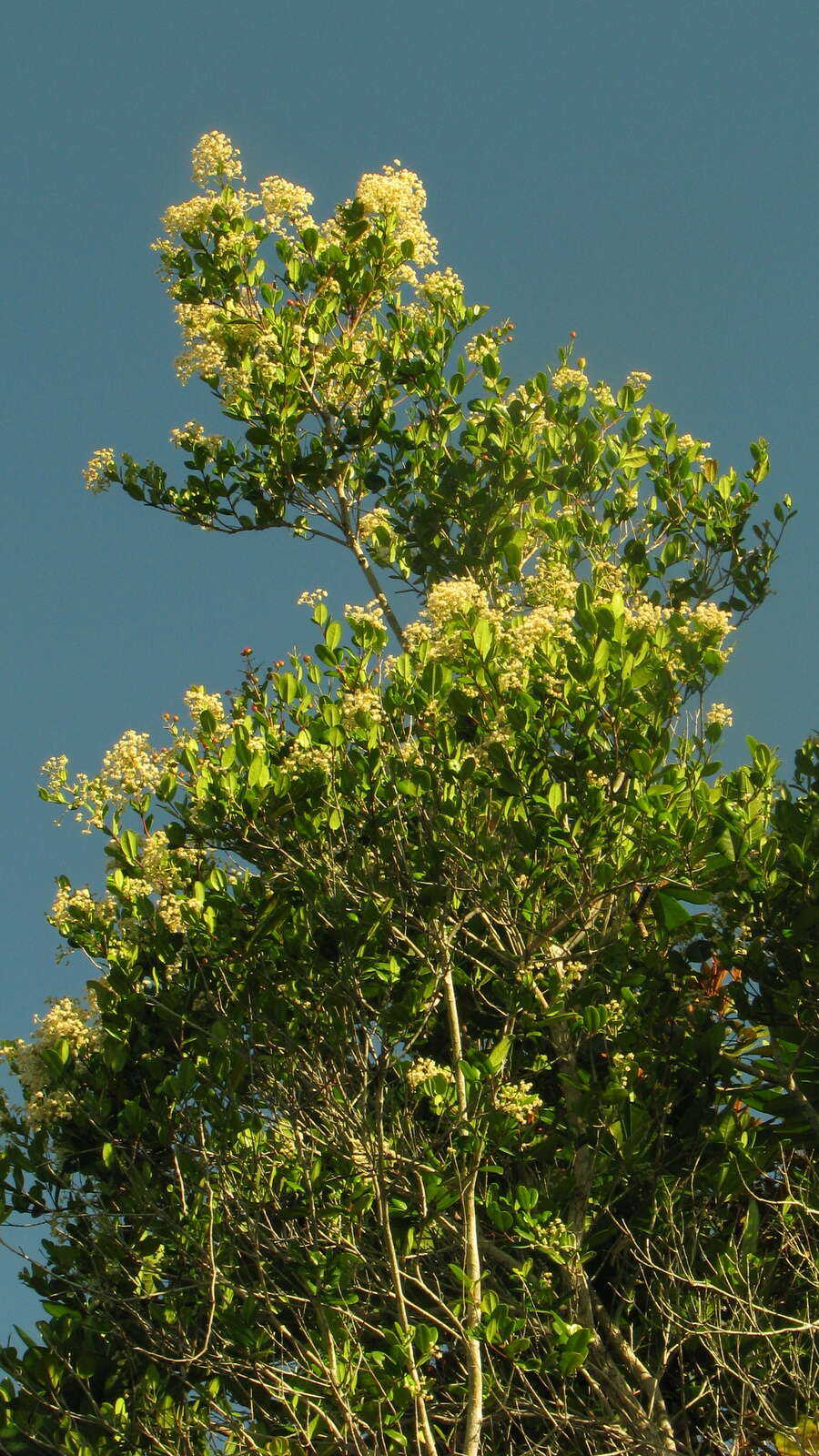 Imagem de Myrcia guianensis (Aubl.) DC.