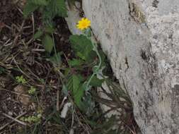 Image of Blackstonia acuminata (Koch & Ziz) Domin