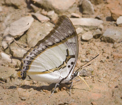 Image of Polyura eudamippus Doubleday 1843