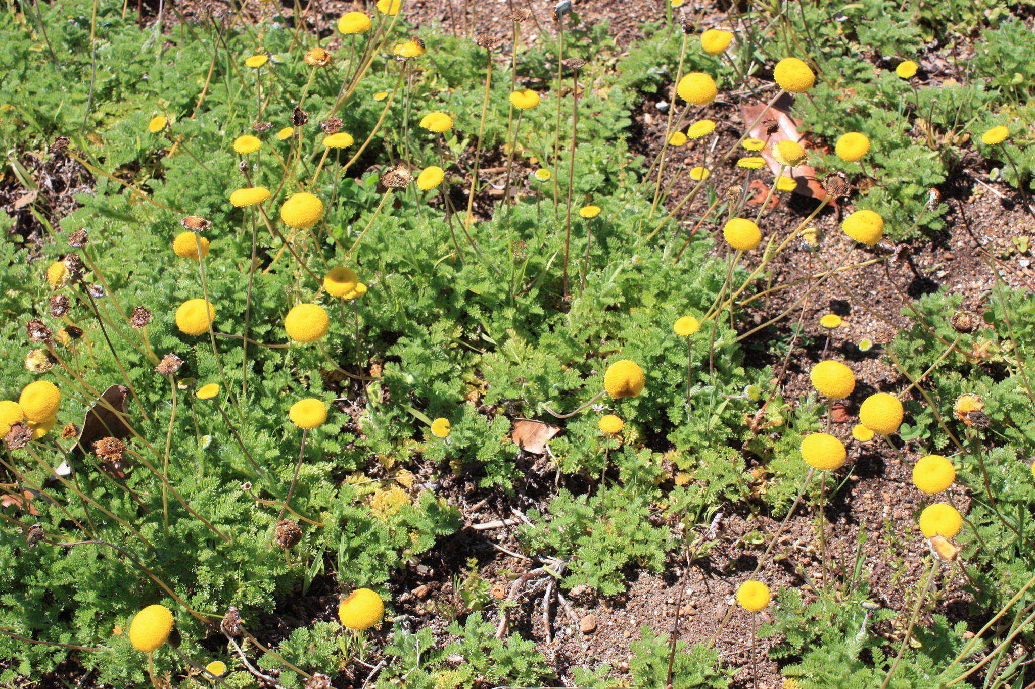 Image of Cotula membranifolia Hilliard