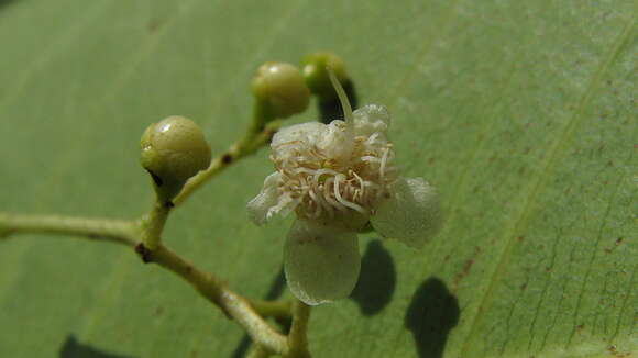 Imagem de Myrcia guianensis (Aubl.) DC.