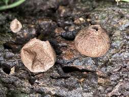 Image of Flesh-coloured Puffball