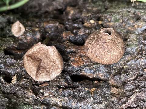 Imagem de Lycoperdon subincarnatum Peck 1872