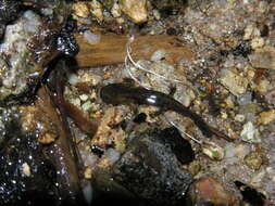 Image of Corsican Fire Salamander