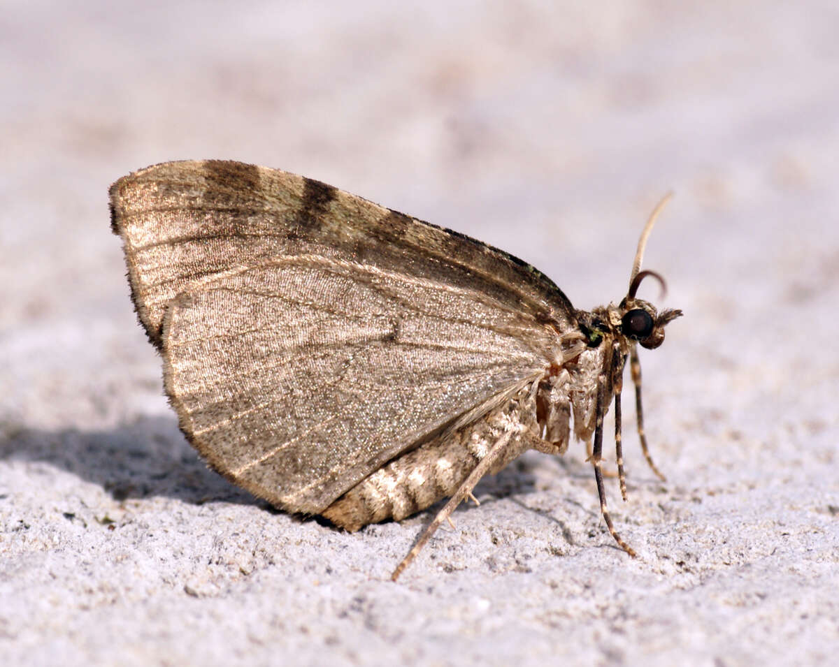 Image of Hydriomena furculoides Barnes & McDunnough 1917