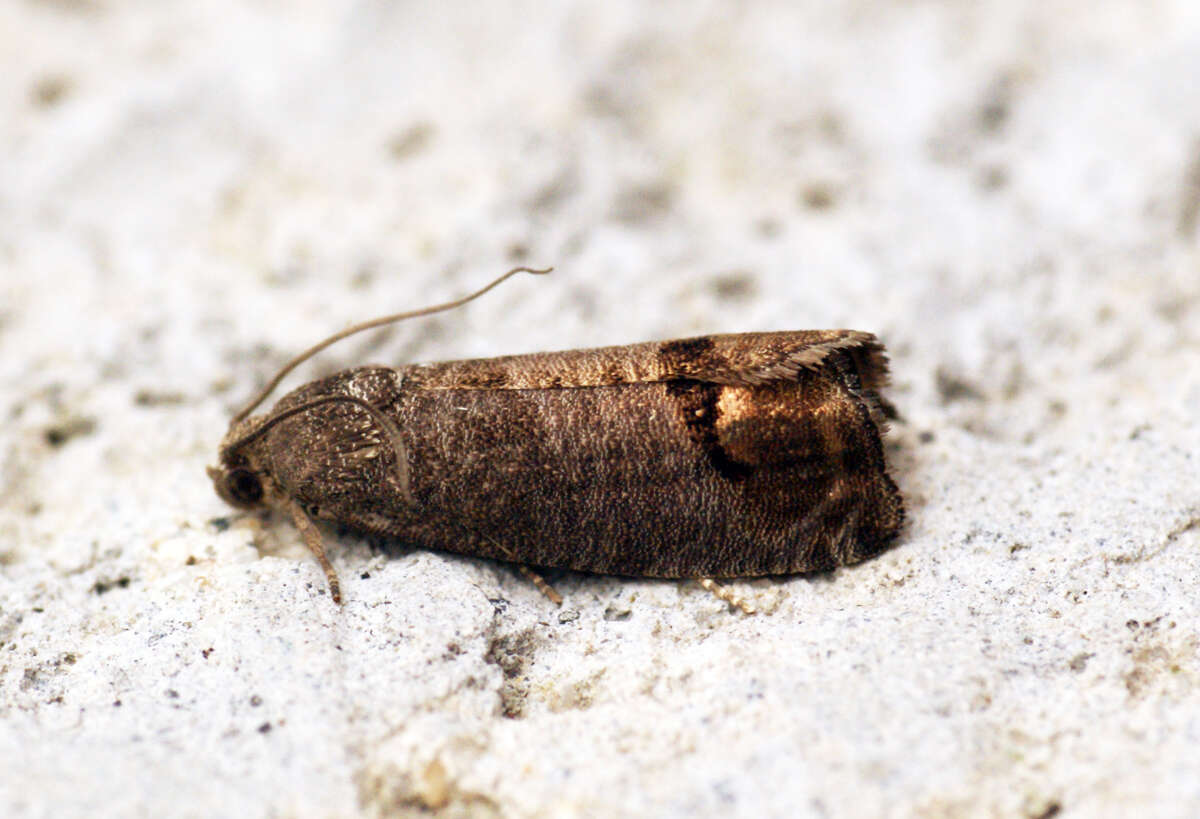 Image of codling moth