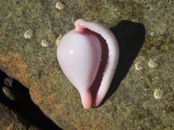 Image of Costellate egg cowrie