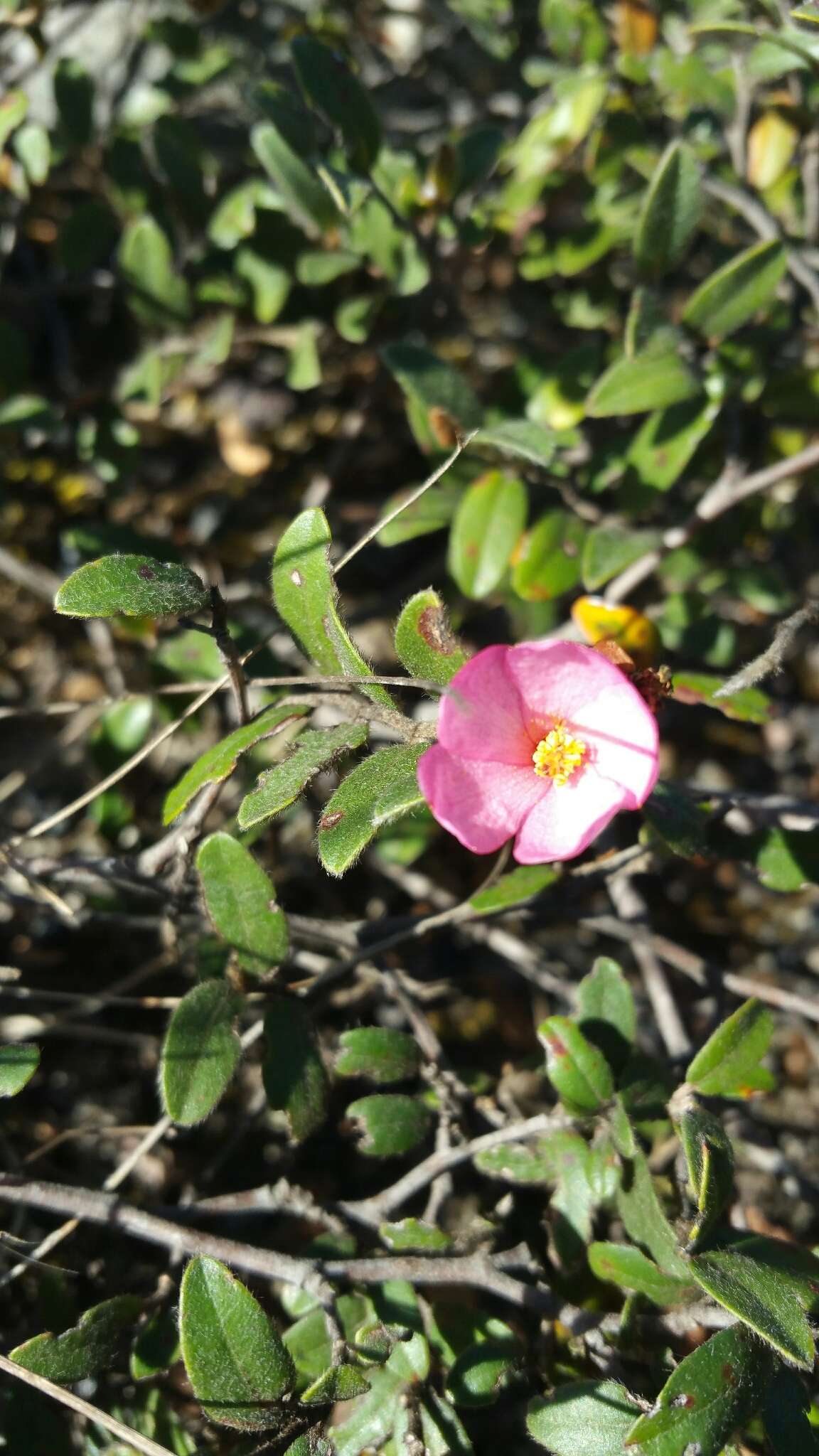 Image of Xerochlamys itremoensis Hong-Wa