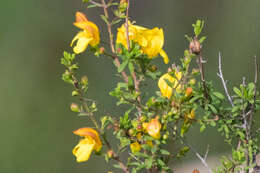 Image of snapdragon penstemon