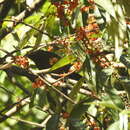 صورة Trochalopteron squamatum (Gould 1835)