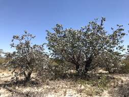 Image of Eucalyptus rhodantha Blakely & Steedm.