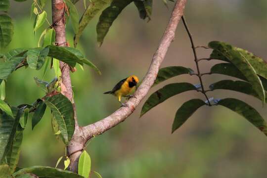 Image of Black-necked Weaver