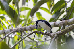 Image of Large-billed Puffback