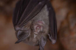 Image of Least Horseshoe Bat