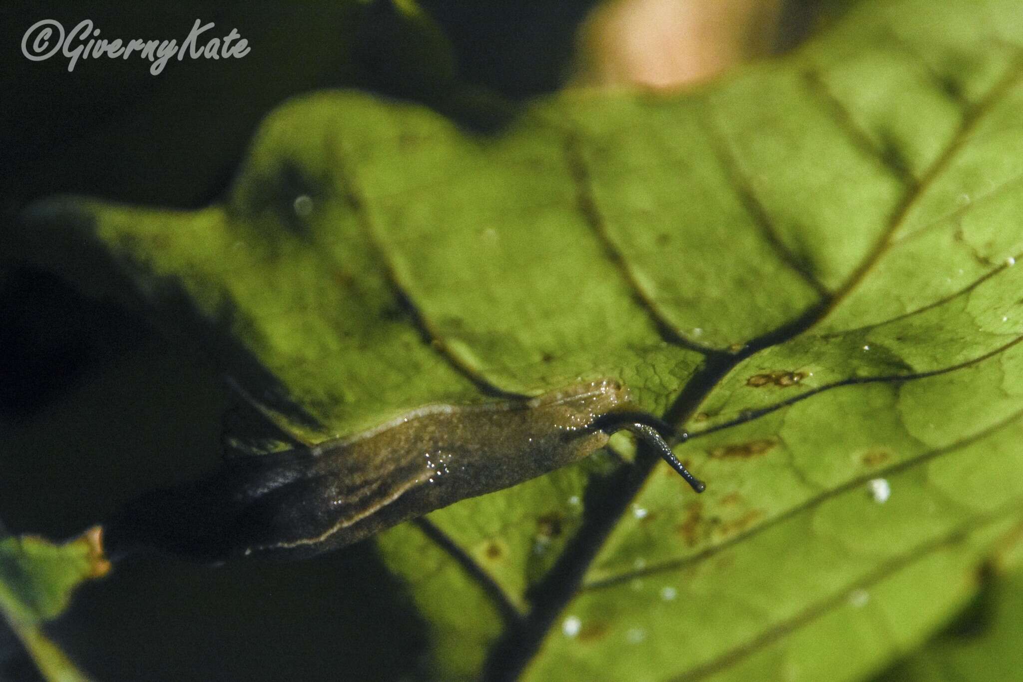 Image of Yellow-shelled semi-slugs