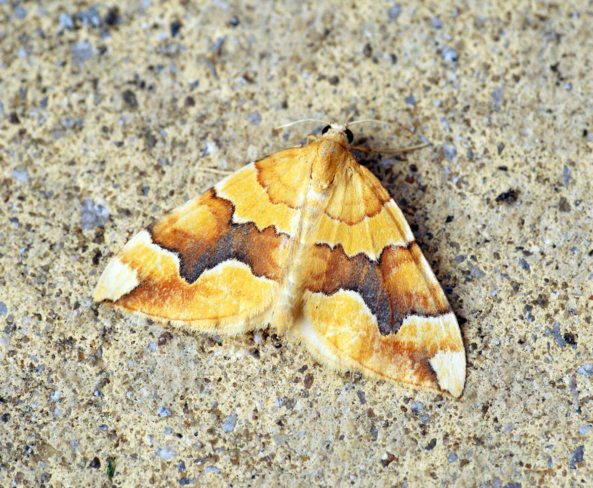 Image of barred yellow