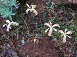 Image of Siskiyou iris