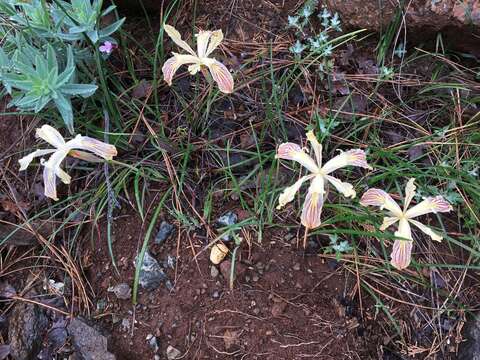 Imagem de Iris bracteata S. Watson