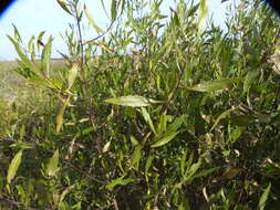 Image of <i>Eupatorium dodonaeifolium</i> DC.