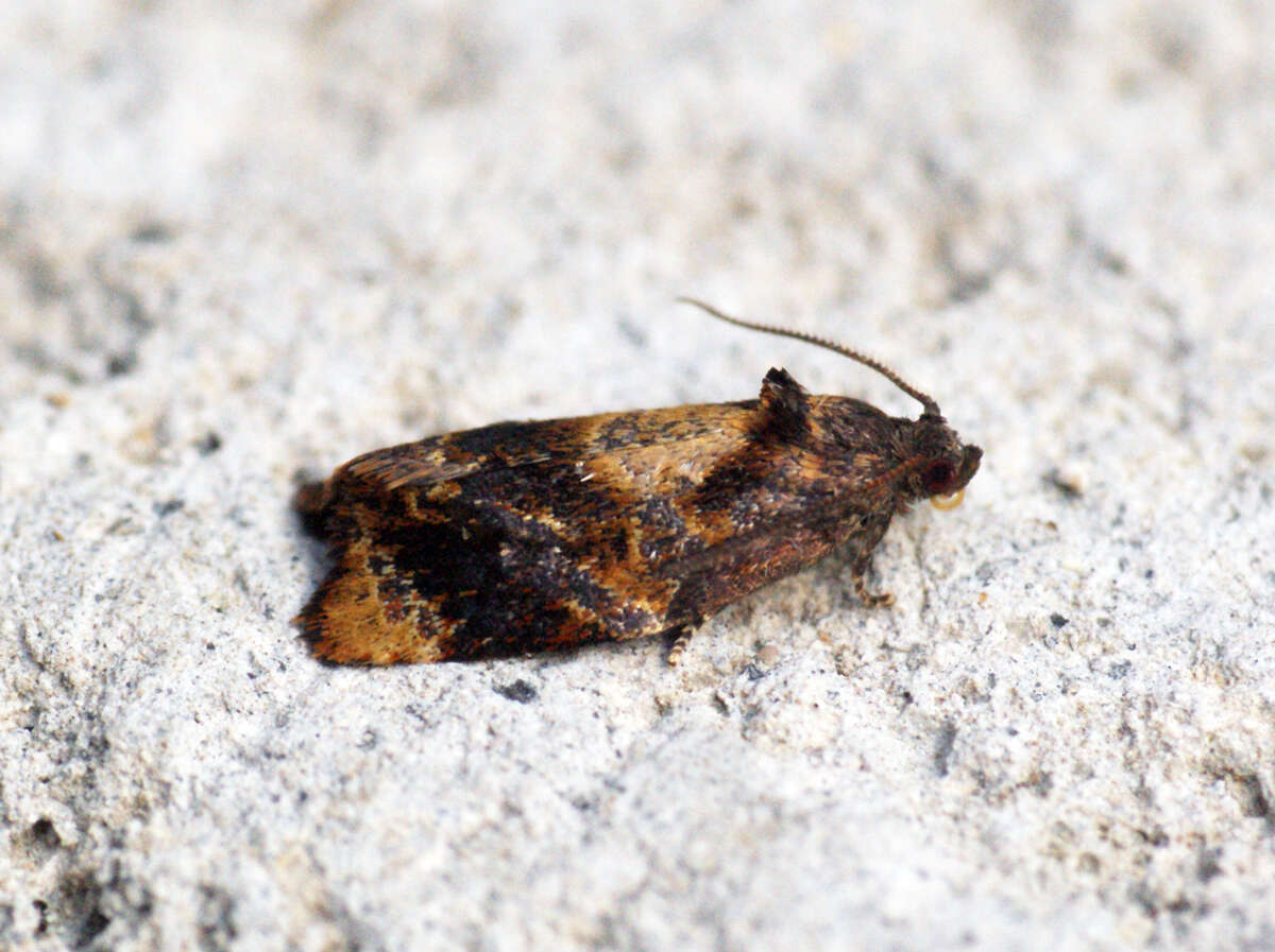 Image of red-barred tortrix