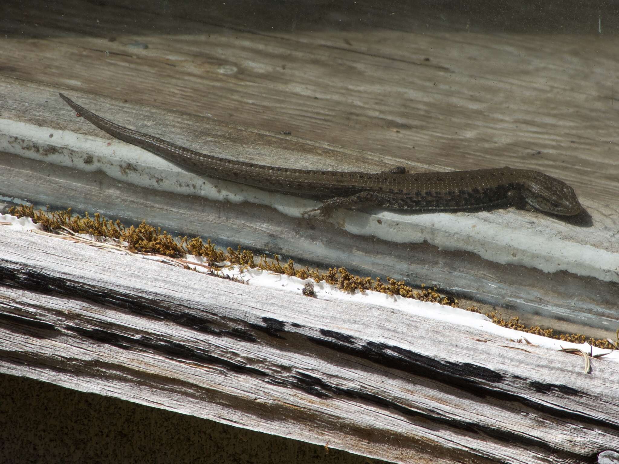 Image of Elgaria coerulea principis Baird & Girard 1852