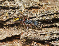 Image of Myrmecia chrysogaster (Clark 1943)