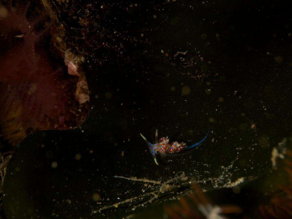 Image of four-colour nudibranch