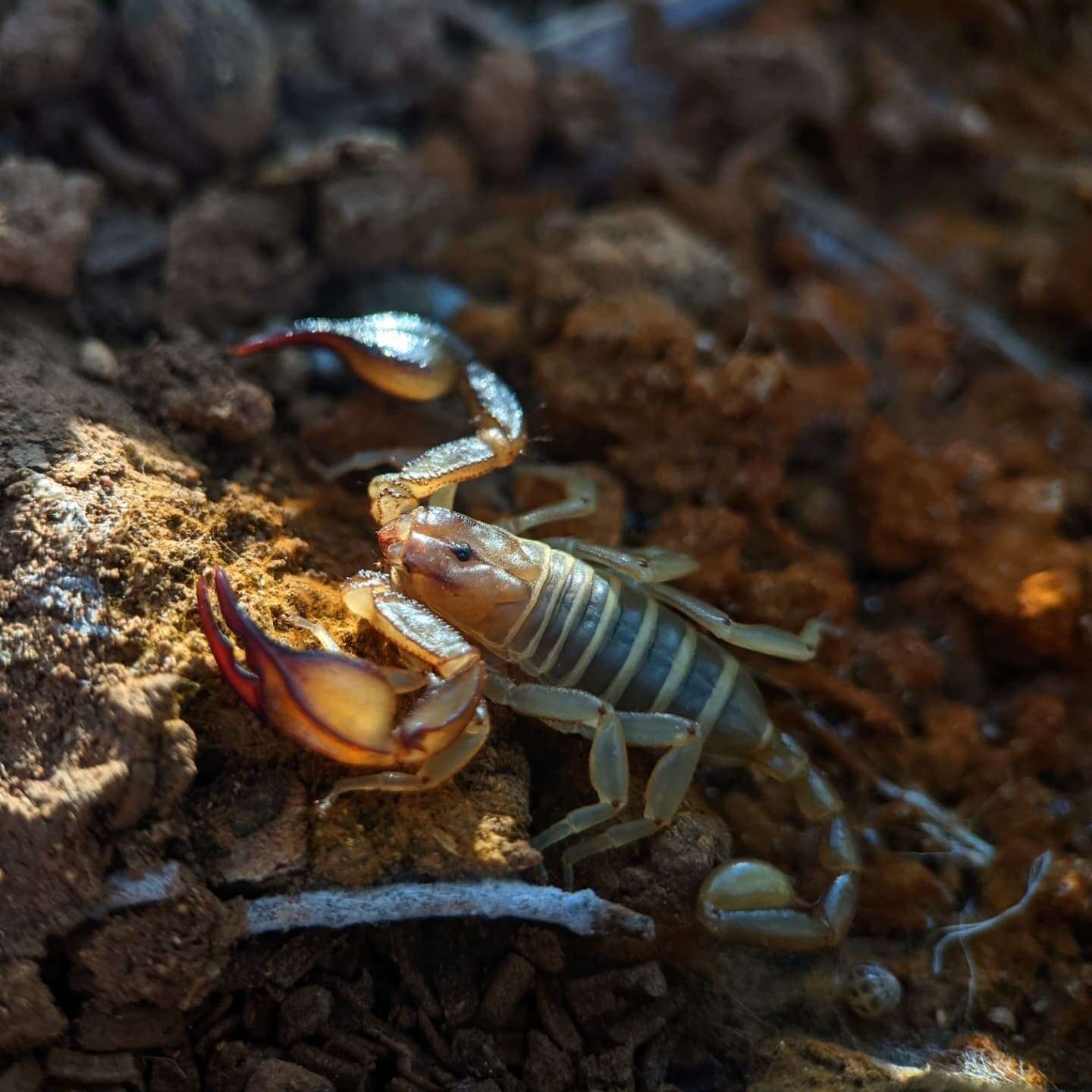 Euscorpius balearicus Caporiacco 1950 resmi