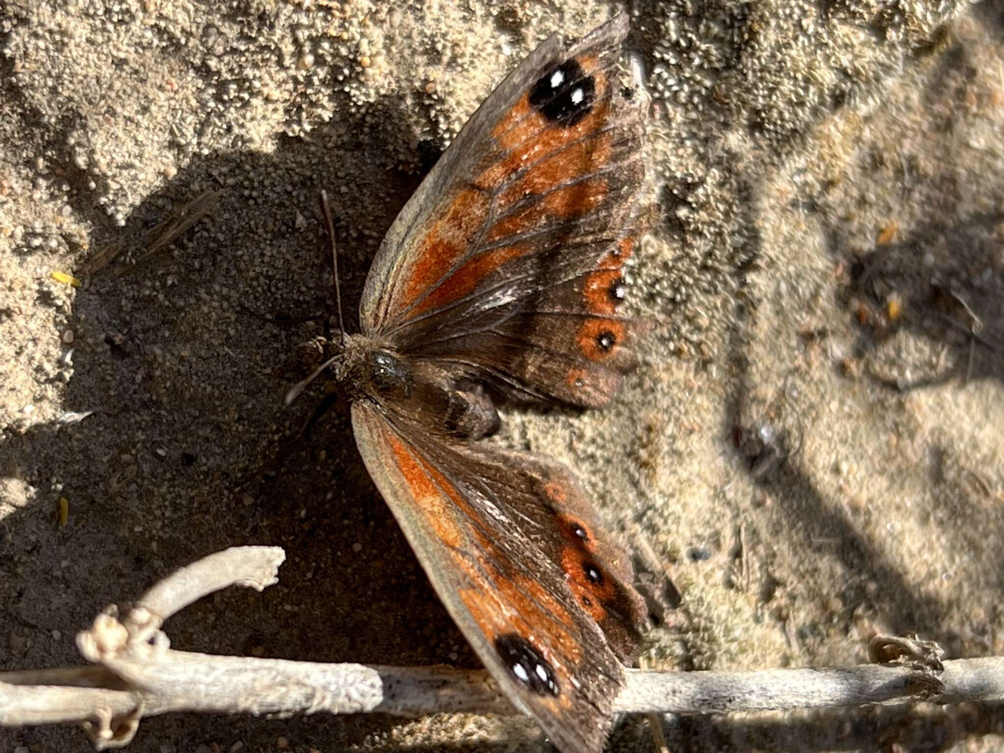 Image de Tarsocera fulvina Vári 1971