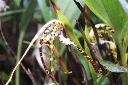 Image of Maxillaria speciosa Rchb. fil.