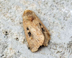 Orthosia gothica Linnaeus 1758 resmi