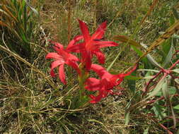 Imagem de Watsonia gladioloides Schltr.