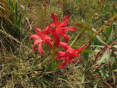 Imagem de Watsonia gladioloides Schltr.