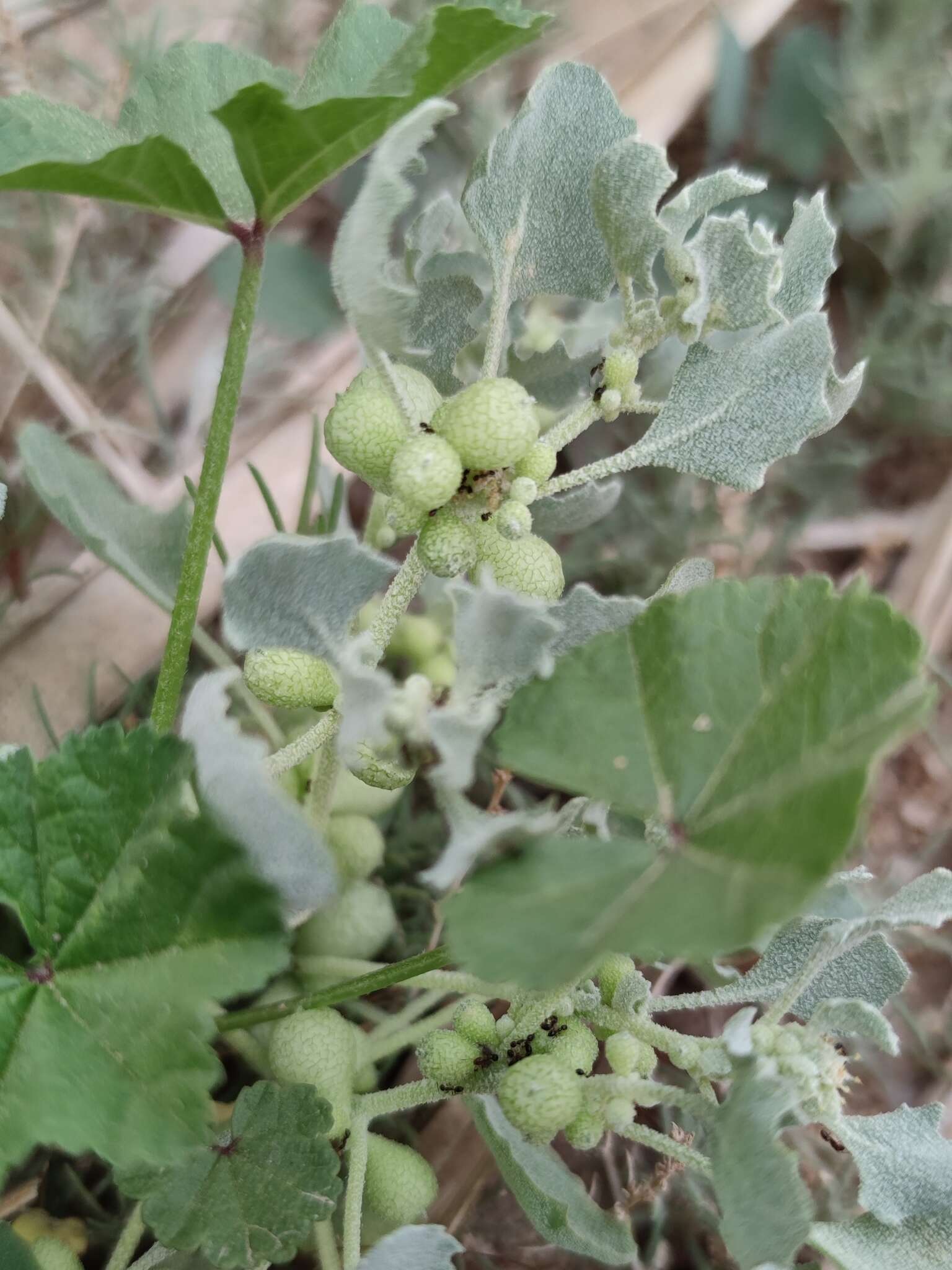 Plancia ëd Atriplex holocarpa F. Müll.