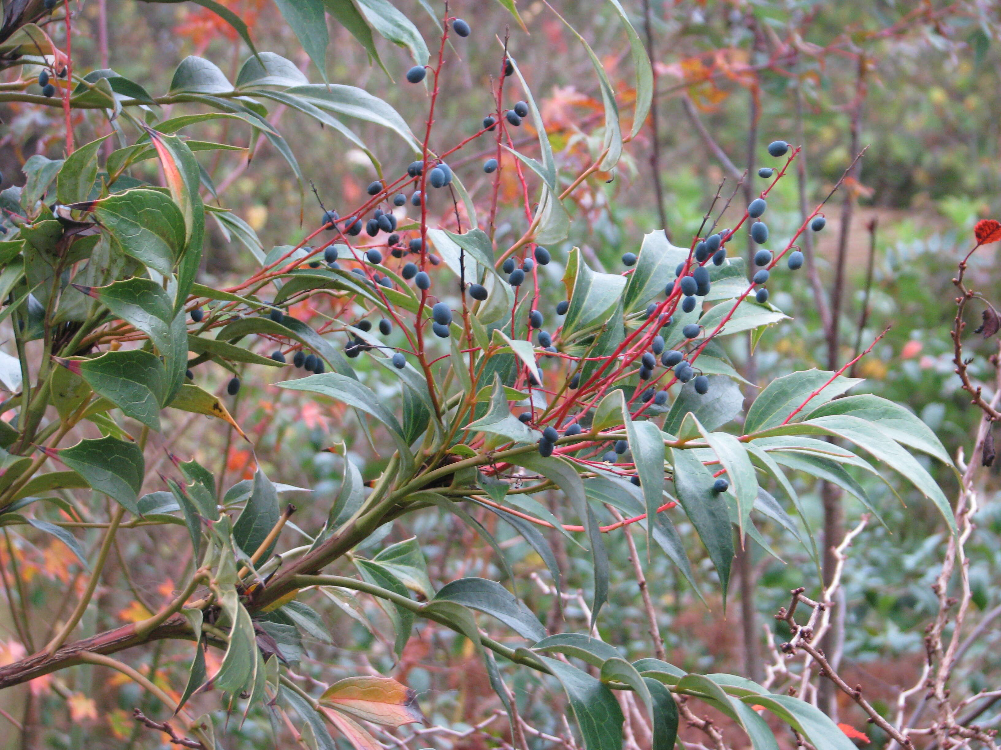 Image of Berberis gracilipes Oliver