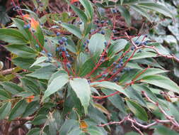 Image of Berberis gracilipes Oliver