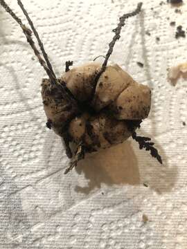 Image of Red-brown Earthstar