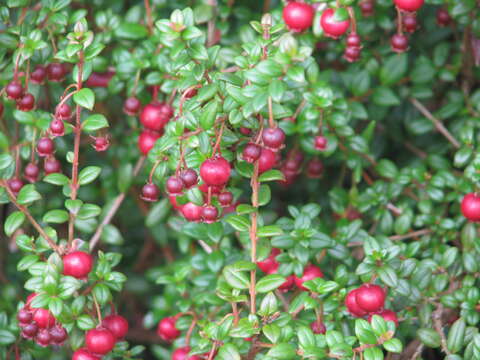 Image of Chilean guava