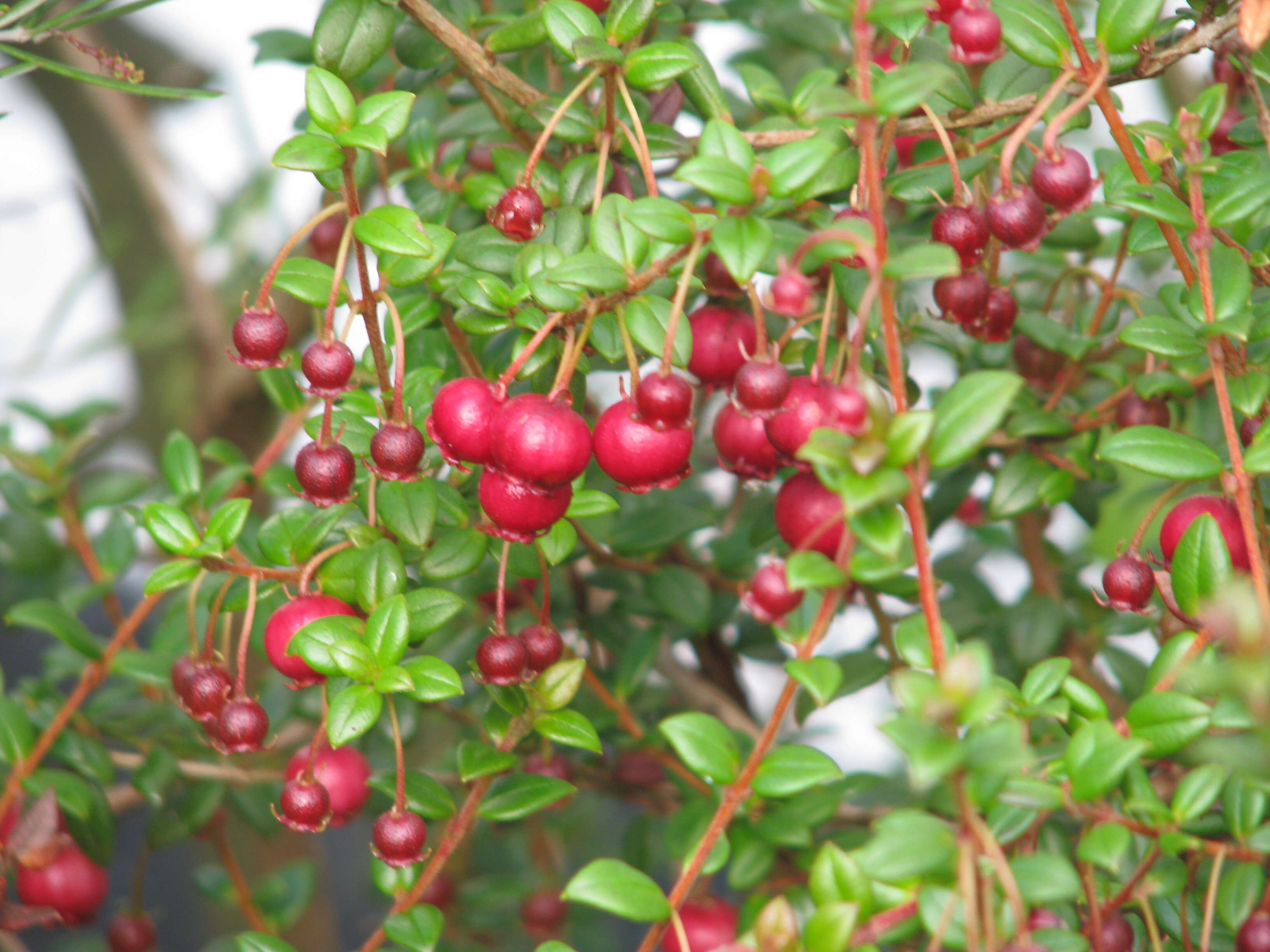 Image of Chilean guava